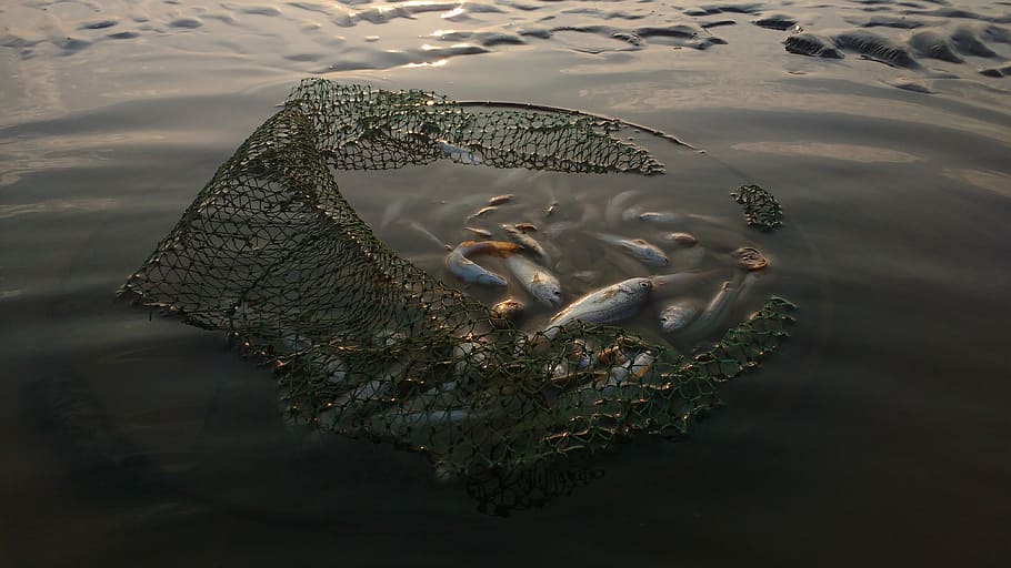 peix ...., peix, net, captura, pescar, aigua, Fishman, animal, animals a la natura, temes d'animals, fauna animal, grup d’animals, naturalesa, vertebrats, nedar, mar, cap gent, dia, reflexió, vista d’angle alt, sota l'aigua, a l'aire lliure, davant del mar, marí, boca oberta, 4K