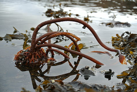 mer, train, algues, Islande, la nature, varech, rouillé, hiver, personne, température froide, fermer, se concentrer sur le premier plan, journée, métal, eau, en plein air, neige, beauté dans la nature, tranquillité, plante, Lac, humide, terre, 2K, CC0, domaine public, libre de droits