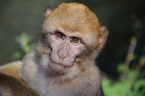 monkey, face, zoo, primate, animal, mammal, portrait, one animal, animal wildlife, animals in the wild, looking at camera, vertebrate, focus on foreground, close-up, day, no people, forest, outdoors, nature, looking, baboon, 4K, CC0, public domain, royalty free