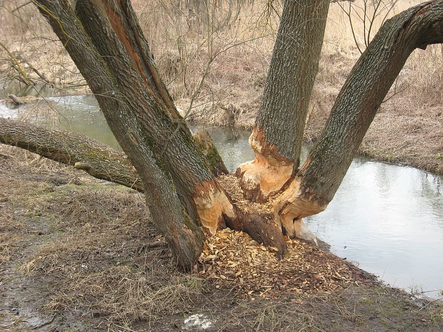 bobři, strom, Příroda, bobři pracují, živočišného světa, podzim, hlodavci, stavba přehrady, živá příroda, kufr, kmen stromu, rostlina, přistát, den, les, krása v přírodě, nikdo, klid, větev, růst, slunečního světla, venku, životní prostředí, voda, pole, dřevo - materiál, 2K