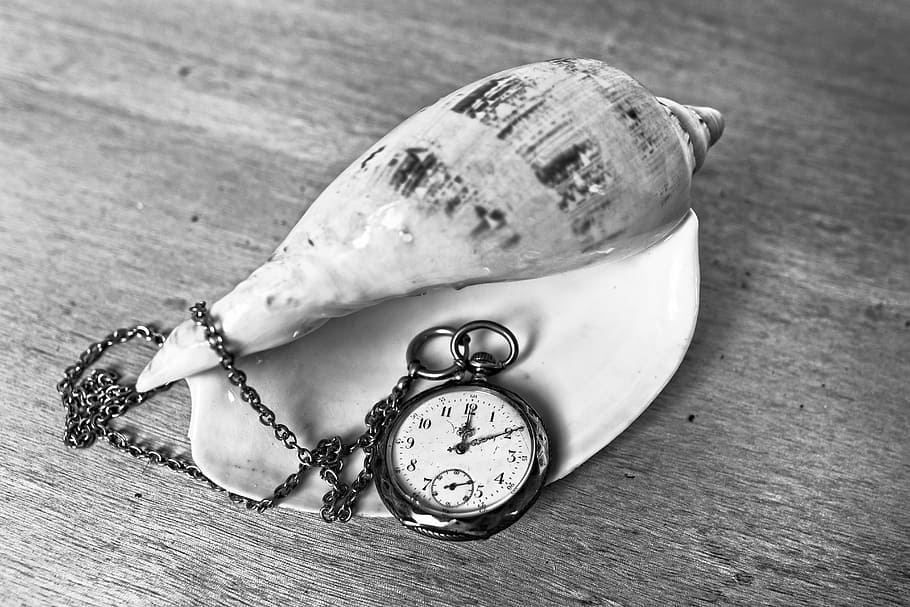 gråtonebilleder, lomme, holde øje, ved siden af, konkylie, time, tid, hænder, lænke, muslingeskal, konk, marine, ocean, ur, lommeur, bord, tidsinstrument, stilleben, antik, træ - materiale, indendørs, ingen mennesker, nummer, tæt på, fokus på forgrunden, høj vinkel visning, dyr repræsentation, minut hånd, gammel, personlige tilbehør, uret ansigt, 5K