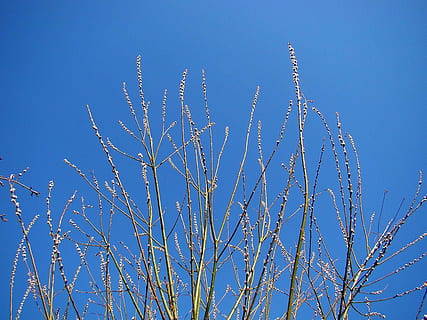 Flora, Knospen, Knospung, blattlos, Frühling, Himmel, Blau, Pflanze, Flachwinkelansicht, keine Leute, klarer Himmel, Natur, Tag, Wachstum, Baum, Schönheit in der Natur, draußen, Ast, Ruhe, sonnig, Sonnenlicht, Wirbeltier, Tierwelt, Land, Nahansicht, 720P, CC0, gemeinfrei, lizenzfrei