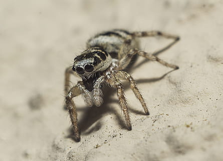 aranha saltadora, aranha, macro, pulando, perna, olho, animal, inseto, fofa, natureza, animais selvagens, aracnídeo, fechar-se, temas animais, invertebrado, um animal, animais em estado selvagem, artrópode, foco seletivo, zoologia, parte do corpo animal, ninguém, perna de animal, ao ar livre, olho animal, 2K, CC0, domínio público, royalty free