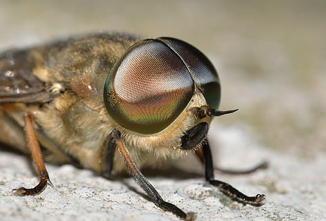 insetti, ditteri, tabanus, temi animali, animale, insetto, un animale, invertebrato, fauna selvatica, avvicinamento, ala animale, macro, occhio animale, animali allo stato selvatico, parte del corpo animale, primo piano estremo, volare, ingrandimento, concentrarsi sulle conoscenze acquisite, natura, occhio, antenna animale, nessuno, all'aperto, testa di animale, piccolo, 2K, CC0, dominio pubblico, privo di copyright