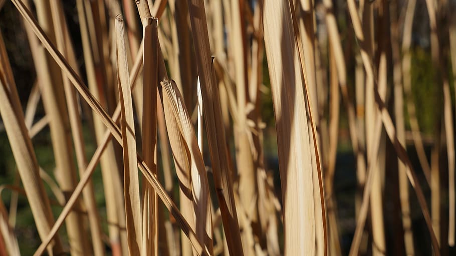 Bambus, braun, Textur, Hintergrund, Blätter, Natur, verwelkt, Vergänglichkeit, Wachstum, Pflanze, Tag, Nahansicht, keine Leute, Land, Ruhe, Gras, selektiver Fokus, Schönheit in der Natur, Feld, Vollbild, Fokus auf den Vordergrund, Hintergründe, Sonnenlicht, Ernte, draußen, trocken, Bambuspflanze, Grashalm, 5K