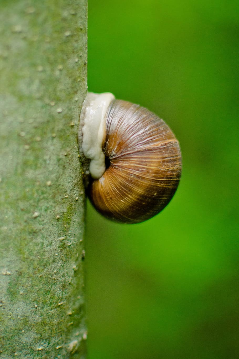 shell, Cargol de la casa, registre, cargol, arbre, verd, naturalesa, tribu, tancar, animal, mol·lusc, habitatge, rèptil, closca de cargol, invertebrat, temes d'animals, fauna animal, gasteròpode, un animal, animals a la natura, primer pla, cap gent, closca d’animals, dia, tronc de l'arbre, centrar-se en primer pla, insecte, bellesa a la natura, part del cos dels animals, a l'aire lliure, rastreig, petit, 1080P