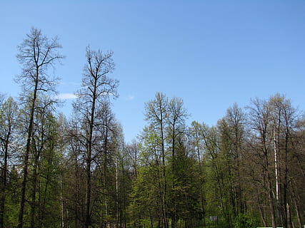 primavera, foresta, alberi, cielo, natura, paesaggio, passeggiare, betulla, profumatamente, ramo, rene, abete verde, bellezza, boschetto di tiglio, albero, pianta, terra, crescita, la tranquillità, bellezza nella natura, giorno, nessuno, cielo sereno, scenics - natura, scena tranquilla, Inquadratura dal basso, bosco, scena non urbana, all'aperto, blu, colore verde, baldacchino di albero, 2K, CC0, dominio pubblico, privo di copyright