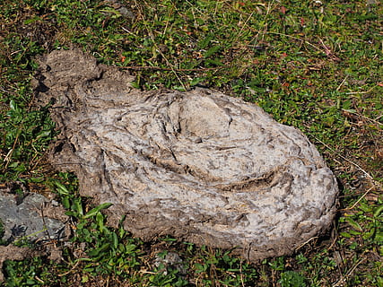cow dung, flat bread, dung, crap, brown, grass, digested, plant, land, nature, field, day, no people, growth, tree, high angle view, tranquility, outdoors, green color, plant part, dirt, tree stump, solid, bark, close-up, dead plant, 4K, CC0, public domain, royalty free
