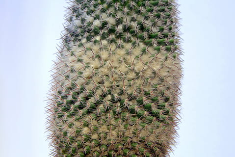 Kaktus, Spikes, Nieder, Schicht, heller Hintergrund, Nadeln, ciepłolubne Pflanzen, Pflanzen, Natur, stechend, Grün, Stechen, Sukkulente, Dorn, Wachstum, Scharf, Pflanze, versetzt, Schönheit in der Natur, keine Leute, Tag, natürliches Muster, Flachwinkelansicht, Himmel, grüne Farbe, klarer Himmel, draußen, trockenes Klima, Fokus auf den Vordergrund, Zeichen, Klima, stachelig, Nadel - Pflanzenteil, Ökosystem, direkt darunter, 5K, CC0, gemeinfrei, lizenzfrei