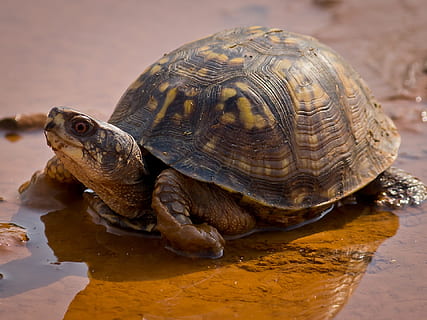 foto de primer pla, marró, tortuga, Caixa, oriental, vida salvatge, rèptil, caminar, verd, shell, patró, animal, naturalesa, lent, temes d'animals, fauna animal, vertebrats, closca d’animals, un animal, animals a la natura, aigua, primer pla, cap gent, dia, llac, closca de tortuga, centrar-se en primer pla, amfibi, a l'aire lliure, marí, 1080P, CC0, domini públic, lliure de regalies