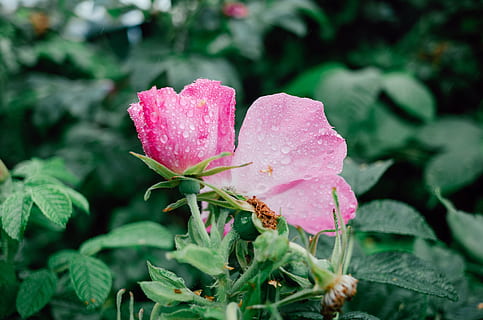 Rosa, cadera, lluvia, escaramujo, naturaleza, planta, flor, hoja, pétalo, verano, de cerca, color rosa, rojo, cabeza de flor, belleza en la naturaleza, al aire libre, frescura, planta floreciendo, parte de la planta, crecimiento, soltar, agua, fragilidad, vulnerabilidad, color verde, mojado, nadie, Rocío, jardinería, gota de agua, 2K, CC0, dominio público, libre de derechos