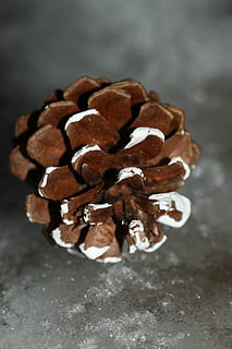 pinecone, žiemą, makro, maisto, Iš arti, Maistas ir gėrimai, patalpose, natiurmortas, lentelė, nėra žmonių, šviežumas, saldus maistas, atrankinis dėmesys, ruda, malonumas, aukšto kampo vaizdas, sutelkti dėmesį į naujas žinias, nesveika mityba, šokoladas, pagunda, studija, didelė objektų grupė, saldus, užkandis, 2K, CC0, Viešasis domenas, nemokamai