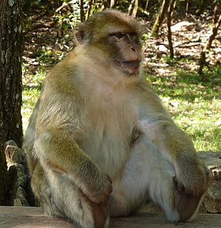 pause, ape, sitter, dyreliv, ett dyr, dyr i naturen, dyr, pattedyr, primat, tre, virveldyr, dag, ingen folk, skog, natur, fokusere på forgrunnen, ser, land, ser bort, utendørs, bavian, dyrfamilie, 1080P, CC0, offentlig domene, opphavsrett gratis