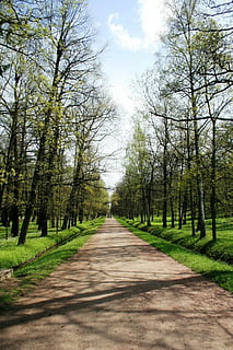 sentiero, pedone, alberi, righe, foderato, giardino, albero, pianta, la strada davanti, direzione, prospettiva decrescente, cielo, natura, bellezza nella natura, la tranquillità, giorno, scena tranquilla, strada, crescita, punto di fuga, nessuno, treelined, nuvola - cielo, terra, luce del sole, scenics - natura, all'aperto, 1080P, CC0, dominio pubblico, privo di copyright