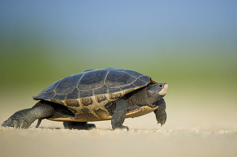 zaměřené, fotografie, mořská želva, chůze, pobřeží, černá želva, želva, shell, terrapin, plazit se, plaz, zvíře, voda, tvář, dráp, přízemní, noha, písek, Procházka, zvířat, jednoho zvířete, zvířata ve volné přírodě, obratlovců, nikdo, Příroda, přistát, zvířecí shell, den, kopie prostor, boční pohled, venku, plná délka, skořápka želvy, námořní, 4K, CC0, veřejná doména, bez autorských práv