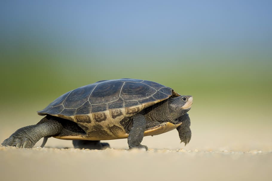 centrat, foto, tortuga marina, caminar, vora del mar, tortuga negra, tortuga, shell, gatejar, rèptil, animal, aigua, cara, urpa, sòl, cama, sorra, temes d'animals, un animal, fauna animal, animals a la natura, vertebrats, cap gent, naturalesa, terra, closca d’animals, dia, còpia espai, vista lateral, a l'aire lliure, longitud completa, closca de tortuga, marí, 4K