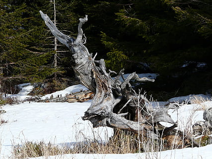 radice dell'albero, paesaggio, invernale, la neve, radice, escursioni a piedi, escursione, in movimento, rotto, resina, montagna, frammento di albero, sradicato, natura, abeti, albero, animali allo stato selvatico, ramificazione, fauna selvatica, nessuno, pianta, la tranquillità, terra, inverno, foresta, bellezza nella natura, temperatura fredda, giorno, pianta morta, tronco d'albero, tronco, scena tranquilla, scena non urbana, campo, legno - materiale, all'aperto, legna, Driftwood, 2K, CC0, dominio pubblico, privo di copyright