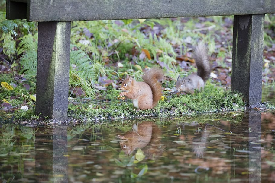 esquirol vermell, vida salvatge, bosc, sciurus, vulgaris, bonic, animal, Escòcia, temes d'animals, un animal, animals a la natura, dia, cap gent, fauna animal, mamífer, grup d’animals, aigua, vertebrats, animal jove, naturalesa, planta, reflexió, llac, enfocament selectiu, dos animals, a l'aire lliure, relaxació, família d’animals, beure, 8K