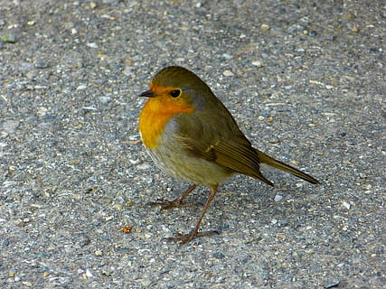 ocell de pardal, sòl, robin, ocell, animals, erithacus rubecula, bonic, un animal, animals a la natura, temes d'animals, fauna animal, a l'aire lliure, vertebrats, posat, dia, cap gent, naturalesa, vista d’angle alt, primer pla, longitud completa, camp, terra, mirant, 4K, CC0, domini públic, lliure de regalies