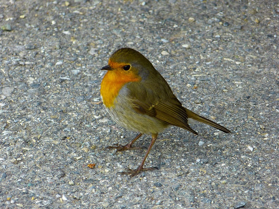 ocell de pardal, sòl, robin, ocell, animals, erithacus rubecula, bonic, un animal, animals a la natura, temes d'animals, fauna animal, a l'aire lliure, vertebrats, posat, dia, cap gent, naturalesa, vista d’angle alt, primer pla, longitud completa, camp, terra, mirant, 4K