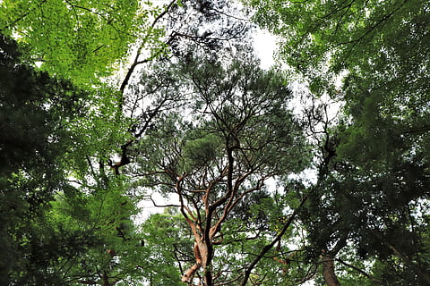 pijnboom, boom, dennenboom, natuur, natuurlijk, Korea, Koreaans, traditie, traditioneel, Gyeongju, tour, toerisme, reizen, Joseon, blad, bladeren, groen, hemel, blauw, bruin, romp, duidelijk, schoon, kom tot rust, ontspannend, kalmte, Bos, Sol, hout, de aard van de, Zuid-Korea, de traditie van, racing, scheepsbouw, dynastie, joseon-dynastie, de joseon-dynastie, doekjes, de bladeren, deze safari, deze mensen, abstract, groenheid, Roest, Gaan, stam, Boomstam, stabiliteit, acanthus, stil, zonnig, bomen, rots, de lente, Azië, steen, wit, seizoen, park, tuin-, fabriek, zuiden, buitenshuis, wolken, toneel-, nationaal, landschap, water, groei, lage hoekweergave, groene kleur, schoonheid in de natuur, tak, dag, geen mensen, land-, scenics - natuur, Boomkap, volledig kader, 5K, CC0, publiek domein, royaltyvrij