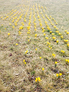 Krokus, Blumen, Gelb, Frühling, Natur, Wiese, Erde, Feld, wachsen, sehen, Serie, wunderschönen, klein, blühen, keine Leute, Pflanze, blühende Pflanze, Tag, Blume, Land, Wachstum, draußen, High Angle View, Schönheit in der Natur, Richtung, Straße, Zerbrechlichkeit, Ruhe, Verletzlichkeit, Pflanzenteil, Sonnenlicht, 2K, CC0, gemeinfrei, lizenzfrei