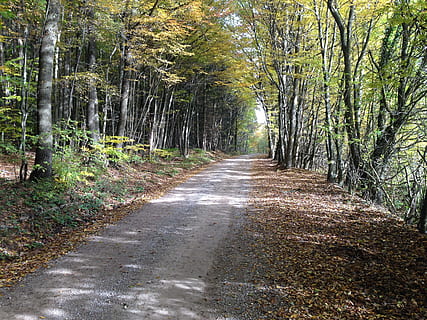 bosc, naturalesa, lluny, arbres, tardor, arbre, sendera, carretera, a l'aire lliure, carretera de carril únic, paisatge, escena rural, color verd, escenics, cap gent, carrer, full, carretera nacional, Carretera bruta, escena no urbana, el camí a seguir, direcció, planta, tranquil·litat, terra, creixement, bellesa a la natura, dia, perspectiva decreixent, escena tranquil·la, tronc, tronc de l'arbre, transport, bambú - planta, treelined, 2K, CC0, domini públic, lliure de regalies