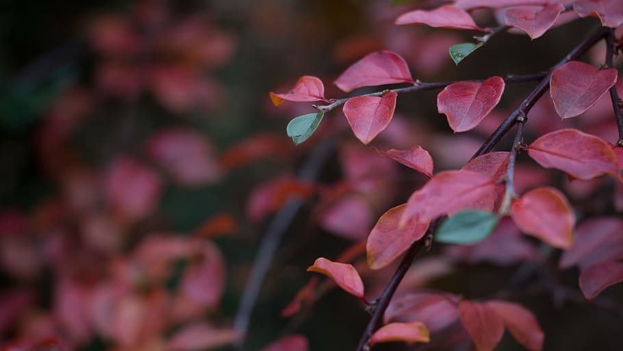 pianta foglia rossa, sfocatura, avvicinamento, colori, ambiente, verde, crescita, le foglie, natura, all'aperto, rosso, pianta, fiore, bellezza nella natura, colore rosa, pianta fiorita, freschezza, petalo, nessuno, fragilità, vulnerabilità, parte vegetale, albero, foglia, testa di fiore, concentrarsi sulle conoscenze acquisite, magenta, 5K
