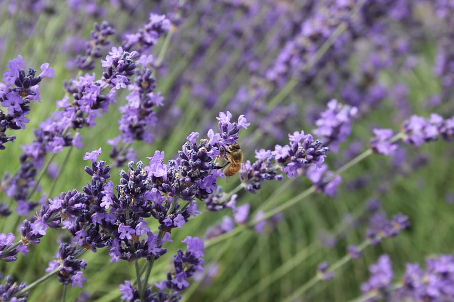 plantas de flor morada, abeja, lavanda, Oregón, púrpura, insecto, flor, naturaleza, vistoso, granja, campo, apicultura, planta floreciendo, planta, belleza en la naturaleza, fragilidad, vulnerabilidad, crecimiento, frescura, de cerca, enfoque selectivo, color lavanda, nadie, cabeza de flor, inflorescencia, día, pétalo, al aire libre, hierba, pequeña, 5K
