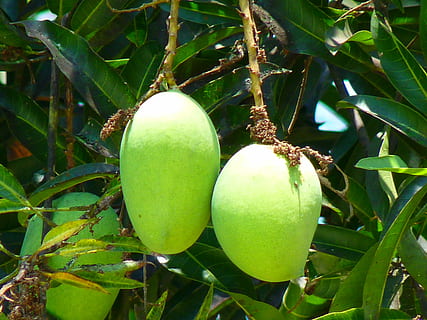 mango verde, albero da frutta, succoso, Mango, frutta, albero, delizioso, cibo, esotico, colore verde, agricoltura, cibo e bevande, mangiare sano, crescita, pianta, freschezza, benessere, natura, avvicinamento, nessuno, foglia, giorno, parte vegetale, biologico, all'aperto, bellezza nella natura, 4K, CC0, dominio pubblico, privo di copyright