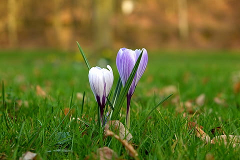 Purper, crocus bloemen, groen, gras selectieve fotografie, krokus, bloem, de lente, lente bloem, natuur, vroege bloeier, bloesem, bloeien, tuin-, lente ontbloeit, Frühlingsanfang, lente krokus, kleurrijk, wit, weide, ontwaken, klein, wilde bloemen, gras, kleur, helder, grassprieten, bloemenweide, paars, groei, schoonheid in de natuur, bloemblad, breekbaarheid, bloemhoofd, versheid, buitenshuis, fabriek, bloeiende plant, kwetsbaarheid, groene kleur, detailopname, bloeiwijze, land-, selectieve aandacht, veld-, dag, geen mensen, iris, lente, 4K, CC0, publiek domein, royaltyvrij