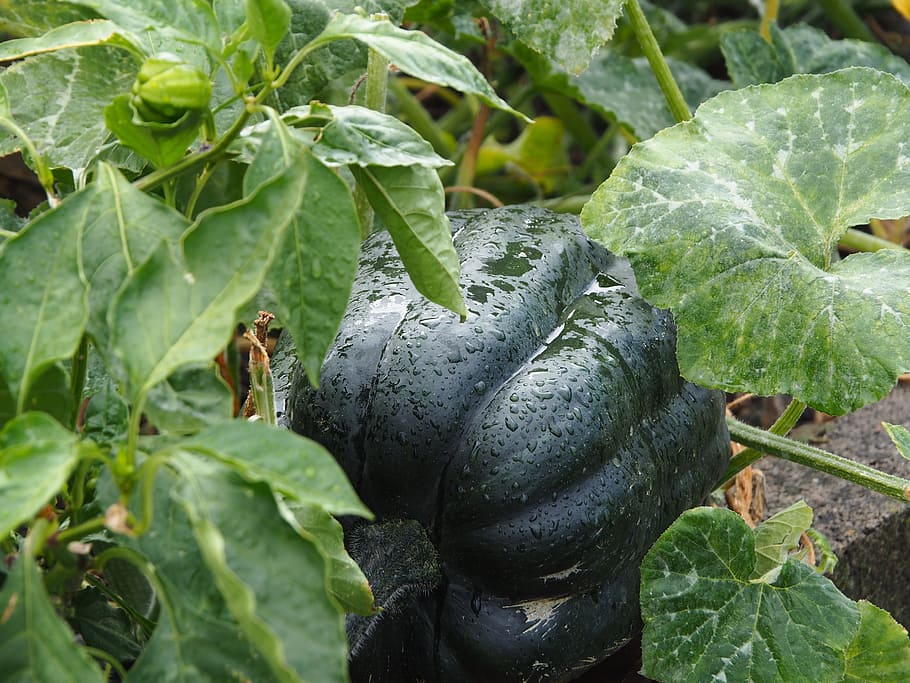 carbassa, bio, verdures, jardí, naturalesa, hokkaido, ecològicament, fruita, tardor, camp, eigenbau, groc, macro, menjar, collita, tria, vegetarià, deliciós, agricultura, saludable, carbassa de jardí, Llavors de carbassa, aprofitar, cultiu, full, part de la planta, color verd, planta, creixement, primer pla, dia, cap gent, bellesa a la natura, frescor, centrar-se en primer pla, aigua, menjar i beguda, humit, a l'aire lliure, animals a la natura, benestar, 4K