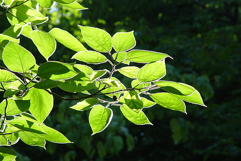 blade, baglygte, træ, bøg, aske, sollys, humør, kontrast, solstråle, Skov, silhuetter, natur, æstetisk, blomstre, flor, sol, blad, grøn farve, plante, friskhed, udendørs, vækst, sommer, forår, miljø, tæt på, afdeling, frodig løv, ingen mennesker, skønhed i naturen, plante del, dag, fokus på forgrunden, ro, høj vinkel visning, sårbarhed, 2K, CC0, offentligt domæne, royaltyfrie