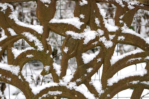 hivern, neu, fred, eiskristalle, blanc, congelat, nevades, flocs de neu, cristalls de neu, Nova Zelanda, temps, ferro, ornament, nevat, temporades, gelades, banc de ferro, decorat, tancar, humor d'hivern, banc, temperatura de fred, Color blanc, cap gent, naturalesa, arbre, dia, planta, centrar-se en primer pla, bellesa a la natura, primer pla, cobertura, a l'aire lliure, fons, branca, tranquil·litat, gel, clima extrem, arbre de coníferes, nevar, 2K, CC0, domini públic, lliure de regalies