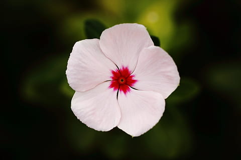 kapatmak, fotoğrafçılık, beyaz, kırmızı, Cezayir menekşesi, çiçek, chichewa spring, güzel, park, renk, Bahçe, güzel çiçek, yaz çiçeği, peyzaj, kapat, çiçek resmi, makro, bitki, Çiçekler, Bahar çiçekleri, doğa, bahar, pembe, pembe çiçek, doğada güzellik, taçyaprağı, yaz, tazelik, çiçek kafa, açık havada, yeşil renk, tek çiçek, Beyaz renk, kırılganlık, ön plana odaklanmak, çiçekli bitki, Güvenlik açığı, çiçeklenme, büyüme, insansız, polen, gün, yumuşak Odak, 4K, CC0, kamu malı, telif ücretsiz