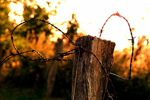 sera, tramonto, terreni agricoli, natura, filo spinato, albero, all'aperto, concentrarsi sulle conoscenze acquisite, pianta, nessuno, recinto, filo, tronco d'albero, protezione, terra, tronco, avvicinamento, sicurezza, confine, barriera, giorno, la tranquillità, pianta morta, abbaiare, post in legno, 5K, CC0, dominio pubblico, privo di copyright
