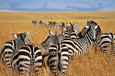 oslnit, zebry, chůze, poušť, během dne, stádo, zebra, řádek, vůči, pohoří, suší se, pastviny, pruhy, pole, prostý, tráva, hora, zvířat, zvířata ve volné přírodě, skupina zvířat, zvíře, pruhovaný, savec, safari, krajina, Příroda, nikdo, obratlovců, rostlina, mimoměstské scény, scenics - příroda, domácí zvířata, býložravý, polosuchý, 5K, CC0, veřejná doména, bez autorských práv