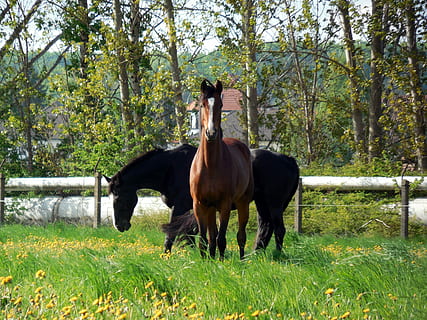 pferde, Kupplung, Koppel, anmutig, Mähne, Reiten, grasen, Weide, Wiese, Tiere, Pferdekopf, Pferd, Vieh, Haustiere, Gras, Tierthemen, Pflanze, Tier, Säugetier, inländisch, Land, Wirbeltier, Feld, Tierwelt, Baum, Natur, pflanzenfressend, Tag, Stehen, Wachstum, keine Leute, Ranch, 2K, CC0, gemeinfrei, lizenzfrei