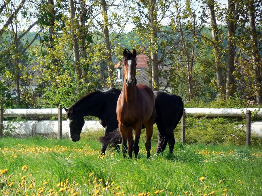 heste, kobling, paddock, yndefuld, manke, ride, græsse, græs, eng, dyr, hest hoved, hest, husdyr, dyre temaer, plante, pattedyr, indenlandske, jord, hvirveldyr, kæledyr, Mark, dyreliv, træ, natur, planteædende, dag, stående, vækst, ingen mennesker, ranch, 2K