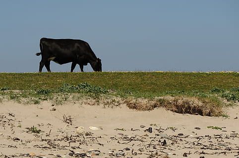 mucca, spiaggia, letto, nero, esca, bovino, natura, animale, bestiame, agricoltura, mammifero, azienda agricola, erba, scena rurale, temi animali, animali domestici, domestico, terra, vertebrato, pianta, un animale, campo, cielo, giorno, paesaggio, nessuno, ambiente, erbivoro, all'aperto, 2K, CC0, dominio pubblico, privo di copyright