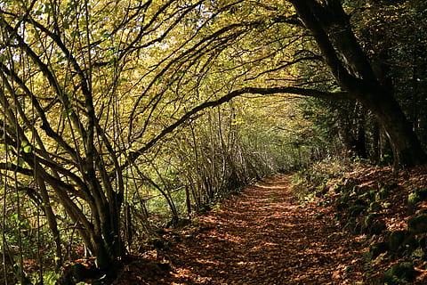 caure, bosc, arbres, paisatge de tardor, naturalesa, camp, arbre, sendera, tardor, a l'aire lliure, full, paisatge, escena rural, carretera de carril únic, escenics, cap gent, temporada, color verd, bellesa a la natura, el camí a seguir, planta, direcció, tranquil·litat, escena tranquil·la, terra, creixement, dia, tronc de l'arbre, tronc, escena no urbana, escenics - natura, branca, perspectiva decreixent, canvi, treelined, copa de l'arbre, ruta, 5K, CC0, domini públic, lliure de regalies