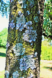 Baum, Kofferraum, Flechte, lockig, Symbiose, Pilz, Natur, Wald, Baumstamm, draußen, Borke, grüne Farbe, Ast, Pflanze, Wachstum, keine Leute, Tag, Moos, Fokus auf den Vordergrund, Nahansicht, Rau, texturiert, Pflanzenrinde, Schönheit in der Natur, Muster, 1080P, CC0, gemeinfrei, lizenzfrei