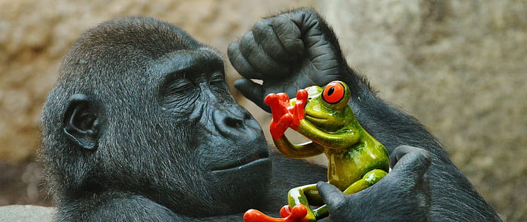 sort, abe, bedrift, grøn, frø, gorilla, spise, frygt, sjov, Zoo, dyr, vildt dyr, tierpark hellabrunn, München, primat, dyreliv, dyr i naturen, pattedyr, et dyr, ingen mennesker, mad, hvirveldyr, fokus på forgrunden, mad og drikke, dyr kropsdel, fodring, tæt på, dag, munden åben, 1080P, CC0, offentligt domæne, royaltyfrie