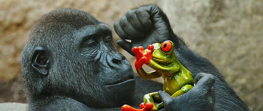 negre, mico, celebració, verd, granota, goril·la, menjar, por, divertit, zoo, animal, animal salvatge, tierpark hellabrunn, munich, primat, fauna animal, animals a la natura, mamífer, un animal, cap gent, vertebrats, centrar-se en primer pla, menjar i beguda, part del cos dels animals, alimentació, primer pla, dia, boca oberta, 1080P