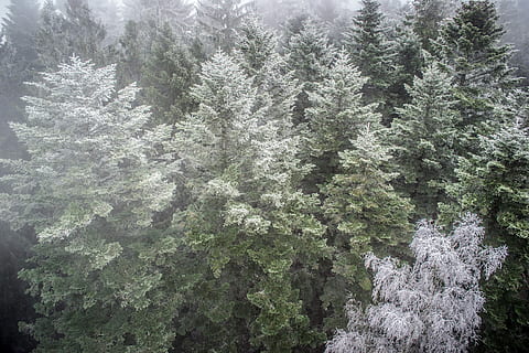 inversion, Skov, natur, trætoppene, tåge, træ, plante, vækst, skønhed i naturen, jord, ro, sne, dag, kold temperatur, ingen mennesker, vinter, grøn farve, scenics - natur, ikke-urbane scene, rolig scene, nåletræ, udendørs, fyrretræ, eviggrønne træ, fyrreskov, 4K, CC0, offentligt domæne, royaltyfrie