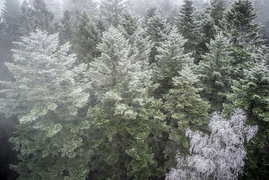inverze, les, Příroda, koruny stromů, mlha, strom, rostlina, růst, krása v přírodě, přistát, klid, sníh, den, studená teplota, nikdo, zimní, zelená barva, scenics - příroda, mimoměstské scény, klidné scény, jehličnatého stromu, venku, borovice, vždy zelený strom, jedle, borové lesy, 4K