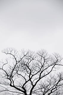 silhuet, træ, grå, 陰, naturlig, himmel, landskabet, skyet dag, bare træ, vinter, sne, udendørs, natur, afdeling, plante, lav vinkel visning, ingen mennesker, ro, scenics - natur, dag, skønhed i naturen, skyfri himmel, kopiere plads, rolig scene, fugl, hvirveldyr, 4K, CC0, offentligt domæne, royaltyfrie