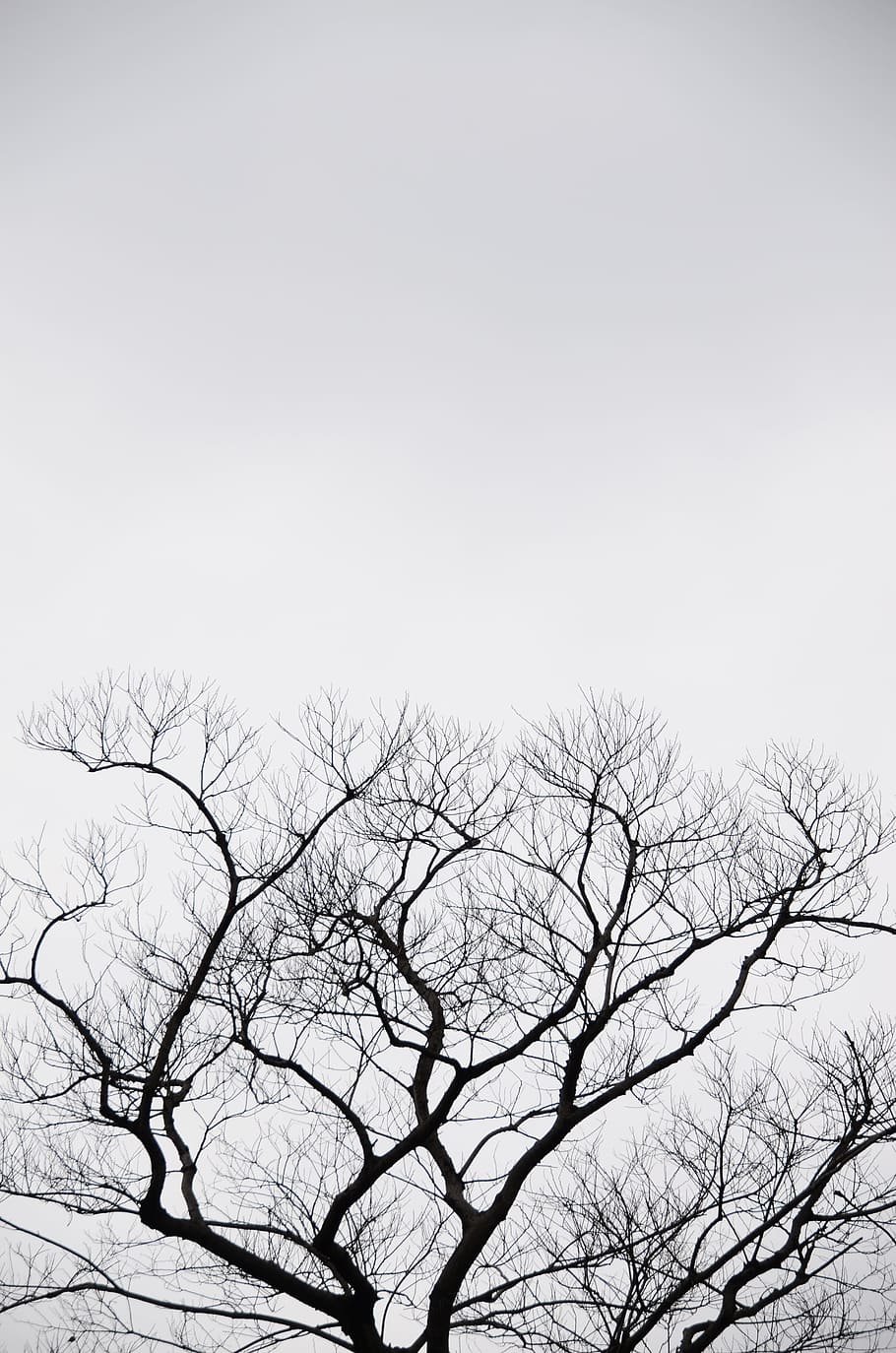 silhuet, træ, grå, 陰, naturlig, himmel, landskabet, skyet dag, bare træ, vinter, sne, udendørs, natur, afdeling, plante, lav vinkel visning, ingen mennesker, ro, scenics - natur, dag, skønhed i naturen, skyfri himmel, kopiere plads, rolig scene, fugl, hvirveldyr, 4K