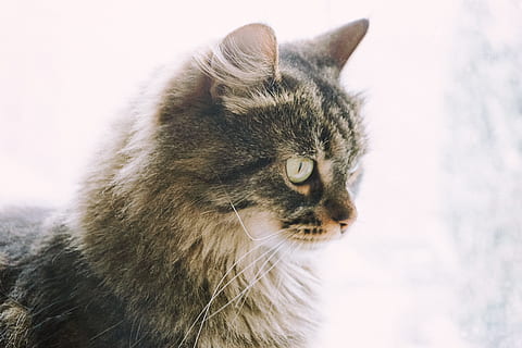 vinterkatte, vinter, kat, dyr, kæledyr, indenlandske kat, nuttet, pattedyr, leder, feline, husdyr, pels, bakkenbart, killing, et dyr, dyre temaer, ingen mennesker, indenlandske, tæt på, kigger væk, sne, dyr kropsdel, dyrehår, fokus på forgrunden, dyr hoved, profilvisning, dyr øje, maine coon cat, tabby, 4K, CC0, offentligt domæne, royaltyfrie