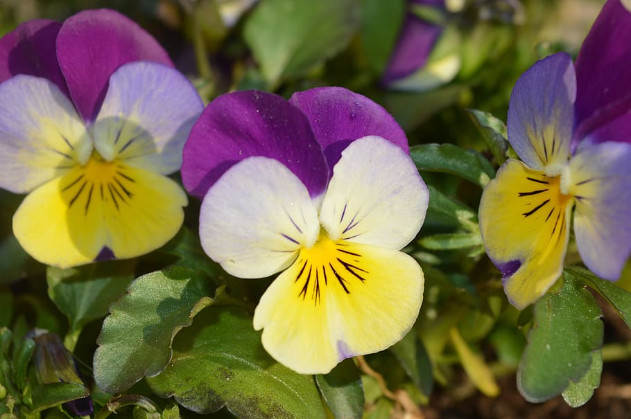 violett, Frühling, Blume, Blumen, Feldblumen, blühende Pflanze, Pflanze, Blütenblatt, Schönheit in der Natur, Frische, Blütenkopf, Blütenstand, Zerbrechlichkeit, Verletzlichkeit, Nahansicht, Wachstum, Stiefmütterchen, Gelb, Natur, keine Leute, Tag, selektiver Fokus, Pflanzenteil, Blatt, lila, Pollen, 5K